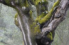 Quercus rotundifolium