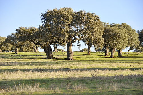 Extremadura, dehesa Landschaft, Finca Las Abubillas, Ferienwohnung